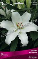 Лилия Восточная Астериан (14/16) 2 шт