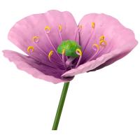 Стикер садовый Мак дикий 108847 Стикер садовый Мак дикий 108847