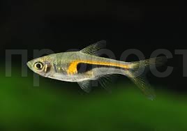 Рыба Расбора Бригитта