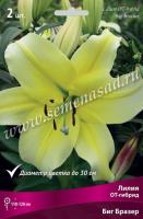 Лилия ОТ-Гибрид Биг Бразер (14/16) 2 шт 742747