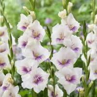 Гладиолус Крупноцветковае Авиол (10/12) 10 шт 841767