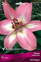 Лилия Азиатская Айс Берри (14/16) 2шт