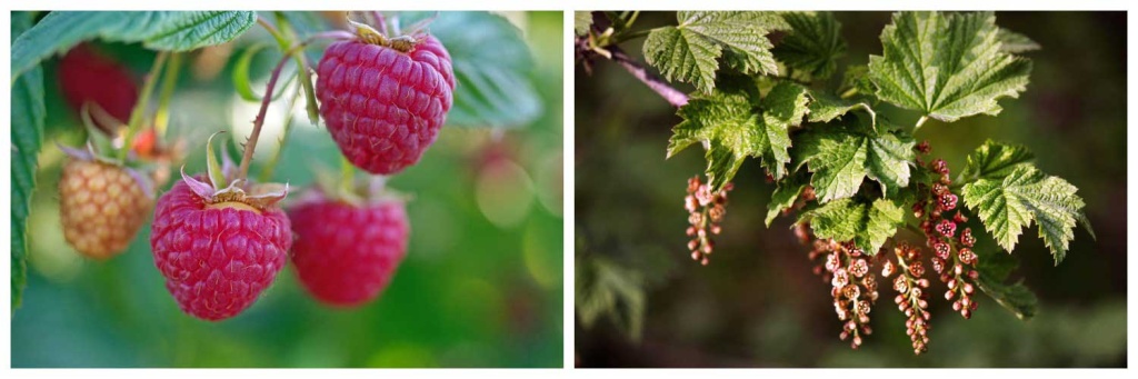 смородина-и-малина.jpg смородина-и-малина.jpg