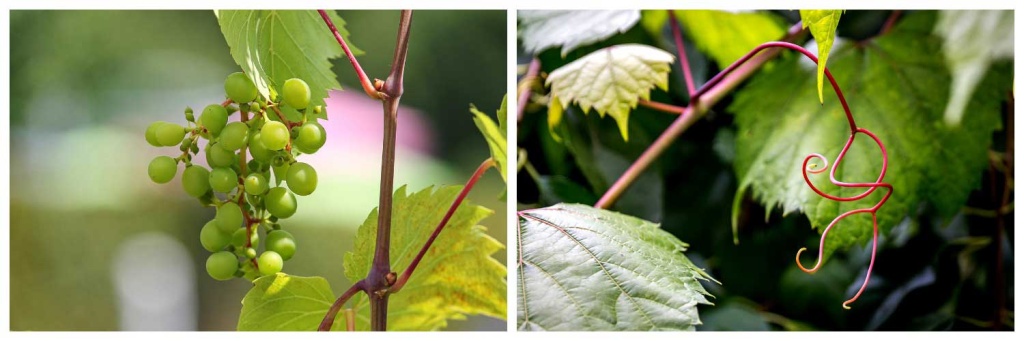 молодые-побеги-винограда.jpg молодые-побеги-винограда.jpg