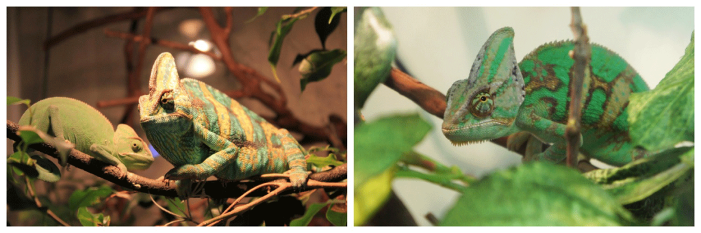 хамелеон3.png хамелеон3.png