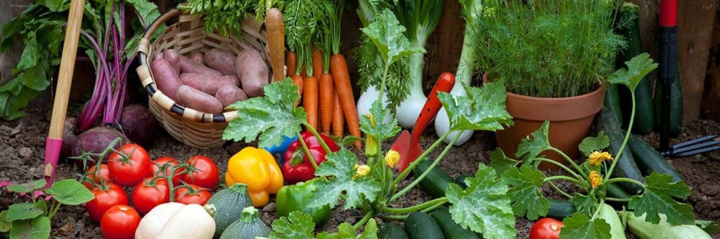 овощи.jpg овощи.jpg