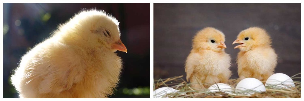 цыплята).jpg цыплята).jpg