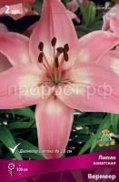 лилия азиатская Вермеер