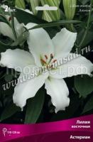 Лилия Восточная Астериан (14-16) 2 шт 736104