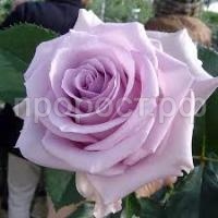 Без названия (1)