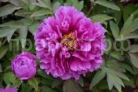 пион красные облака