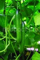 ogurets_vivaldi_f1 ogurets_vivaldi_f1