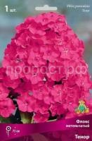 Флокс метельчатый Тенор