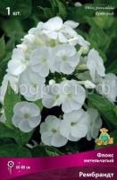 Флокс метельчатый Рембрант