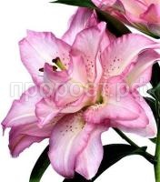 восточная махровая бьютитренд восточная махровая бьютитренд