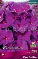 Флокс метельчатый Юник Олд Пёпл