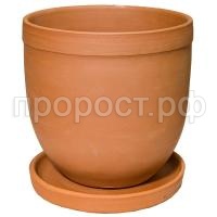 желудь желудь