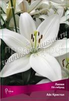 Лилия ЛА-Гибрид Айс Кристал (14-16) 2 шт 340010 Лилия ЛА-Гибрид Айс Кристал (14-16) 2 шт 340010