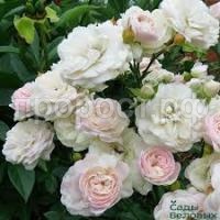 Без названия (1)