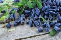 жимолость сибирячка