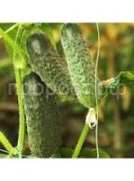 Без названия (2)