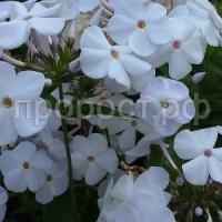 флокс мазер ов перл