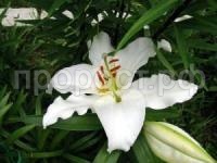 лилия асоп лилия асоп