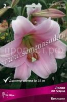 Лилия ЛО-Гибрид Беллсонг (14-16) 2 шт 736184 Лилия ЛО-Гибрид Беллсонг (14-16) 2 шт 736184