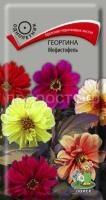 Георгина Мефистофель Георгина Мефистофель
