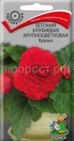 Бегония клубневая крупноцветковая Красная Бегония клубневая крупноцветковая Красная