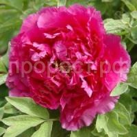 пион красный лист