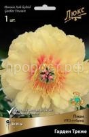 Пион ИТО-гибрид Гарден Треже-luxbt