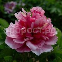 пион неоновое повторение