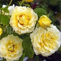 Без названия (1)