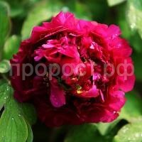 пион юник краун