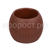 Агава террак Агава террак