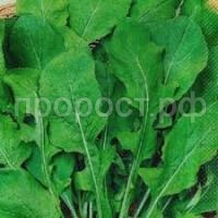 Без названия (4)