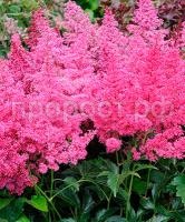 астильба биг бен