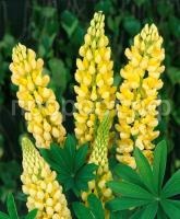 люпин шандэлье