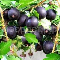 крыжовник темнщбордо