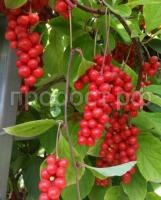 лимонник синензис