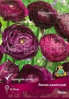 lutik_asia_pepl_kaper lutik_asia_pepl_kaper