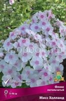 Флокс метельчатый Мисс Холланд