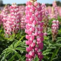 люпин зе чейтелейн