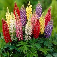 full_lupin-obelisk full_lupin-obelisk