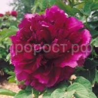 глубокое синее море