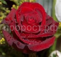 Без названия