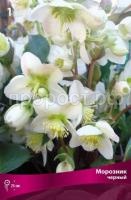 Морозник-чёрный