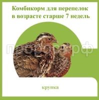 перепелок старше 7 нед перепелок старше 7 нед