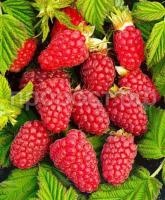 малина похвалинка